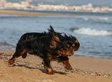 KING CHARLES SPANIEL 036